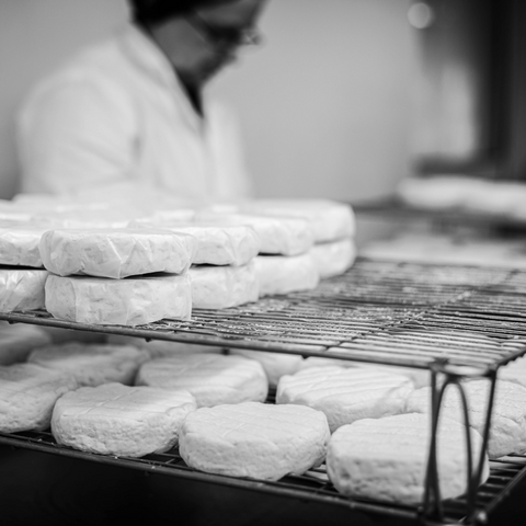 Shaping the cheese – Moulding