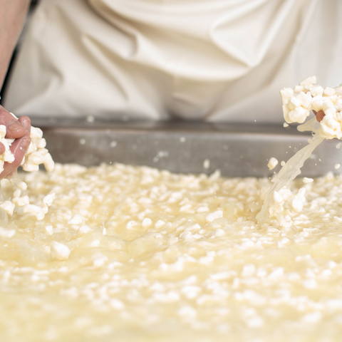 Cutting and Draining the Curd