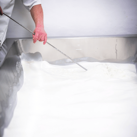 Pasteurising and Curdling the Milk