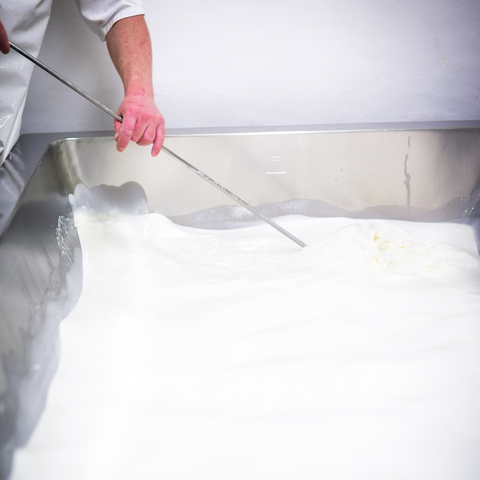 Pasteurising and Curdling the Milk