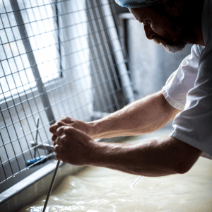 Pasteurising and Curdling the Milk